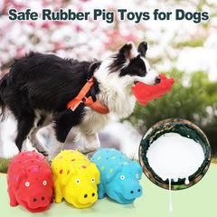 Guiwawa chiot jouant avec le cochon montrant stimulation ludique et rapport