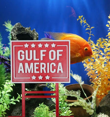 Gulf of America MAGA décor en aquarium installé près d'une plante offrant une touche décorative