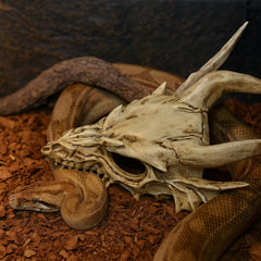 GuoShuang crâne de dragon dans terrarium, crée refuge naturel apaisant