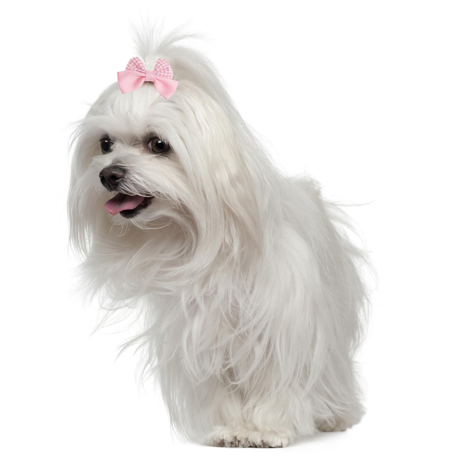 Gvhntk mise en scène festive avec chien accessoirisé, parfait pour événements
