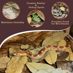 Gxsdj feuilles utilisées dans terrarium pour reptiles améliorant le décor naturel