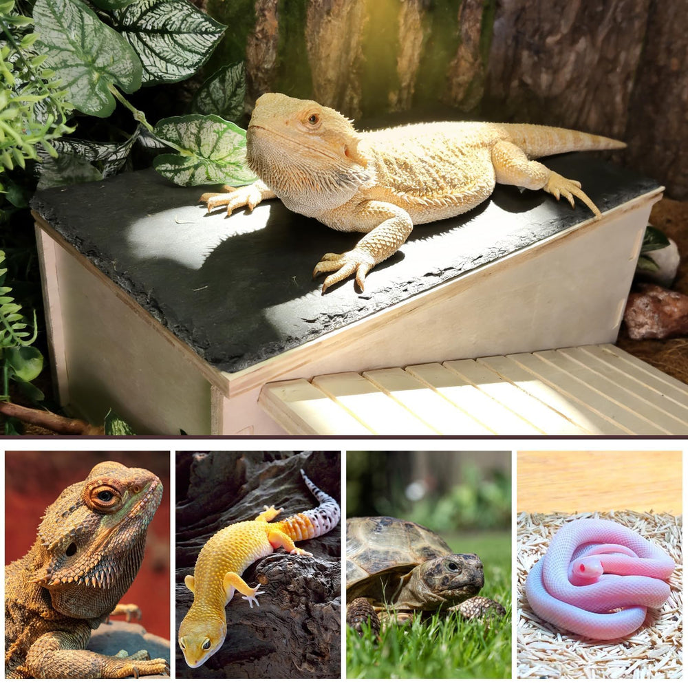 Gxsdj comparaison dimensions montre l'échelle adaptée aux petits reptiles