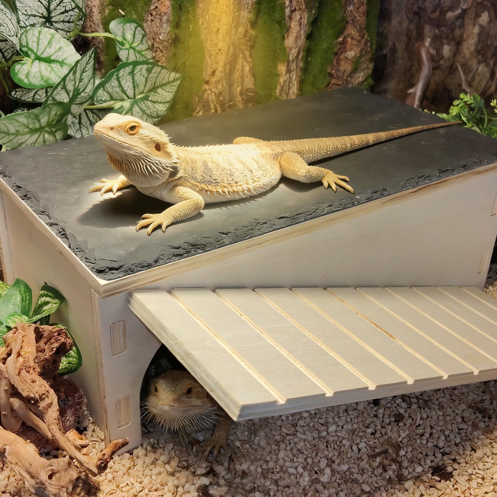 Gxsdj en usage dans terrarium recrée un point de chauffe naturel