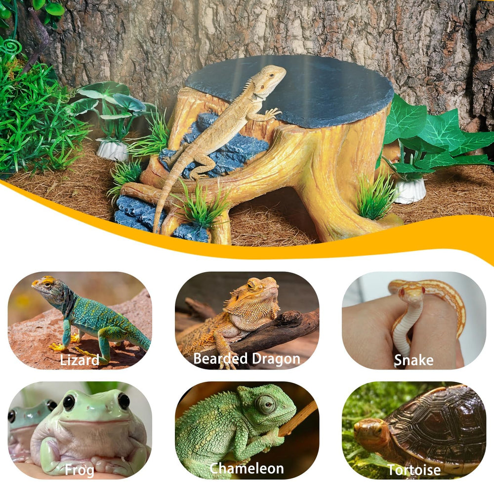 Gxsdj mise en scène terrarium valorisant l'esthétique naturelle de l'habitat