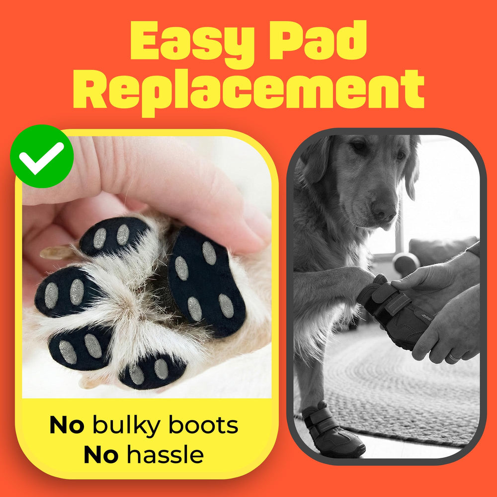 HA SHI comparaison de taille avec une patte de grand chien pour ajustement