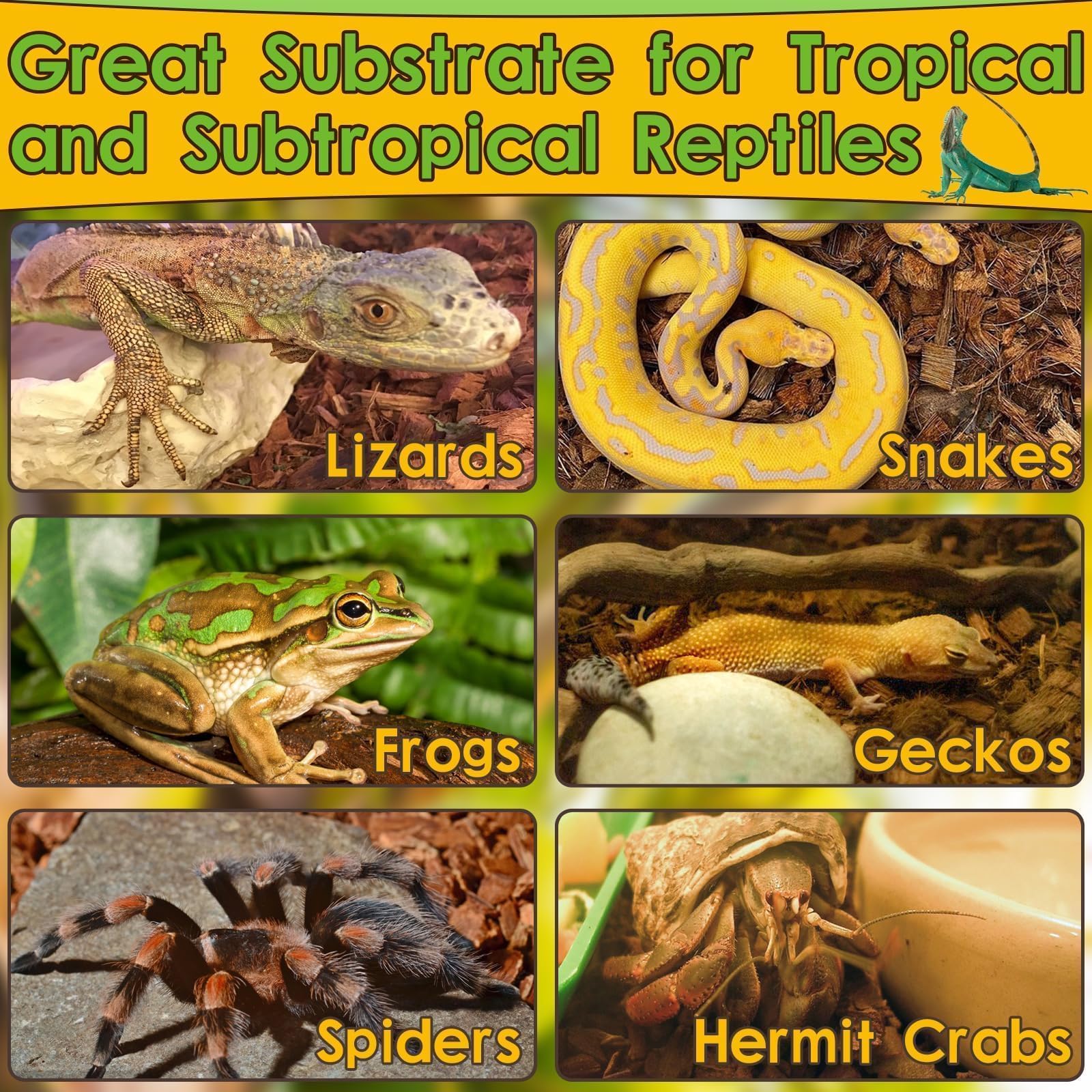 Halatool utilisé avec plante de terrarium stimulant croissance saine