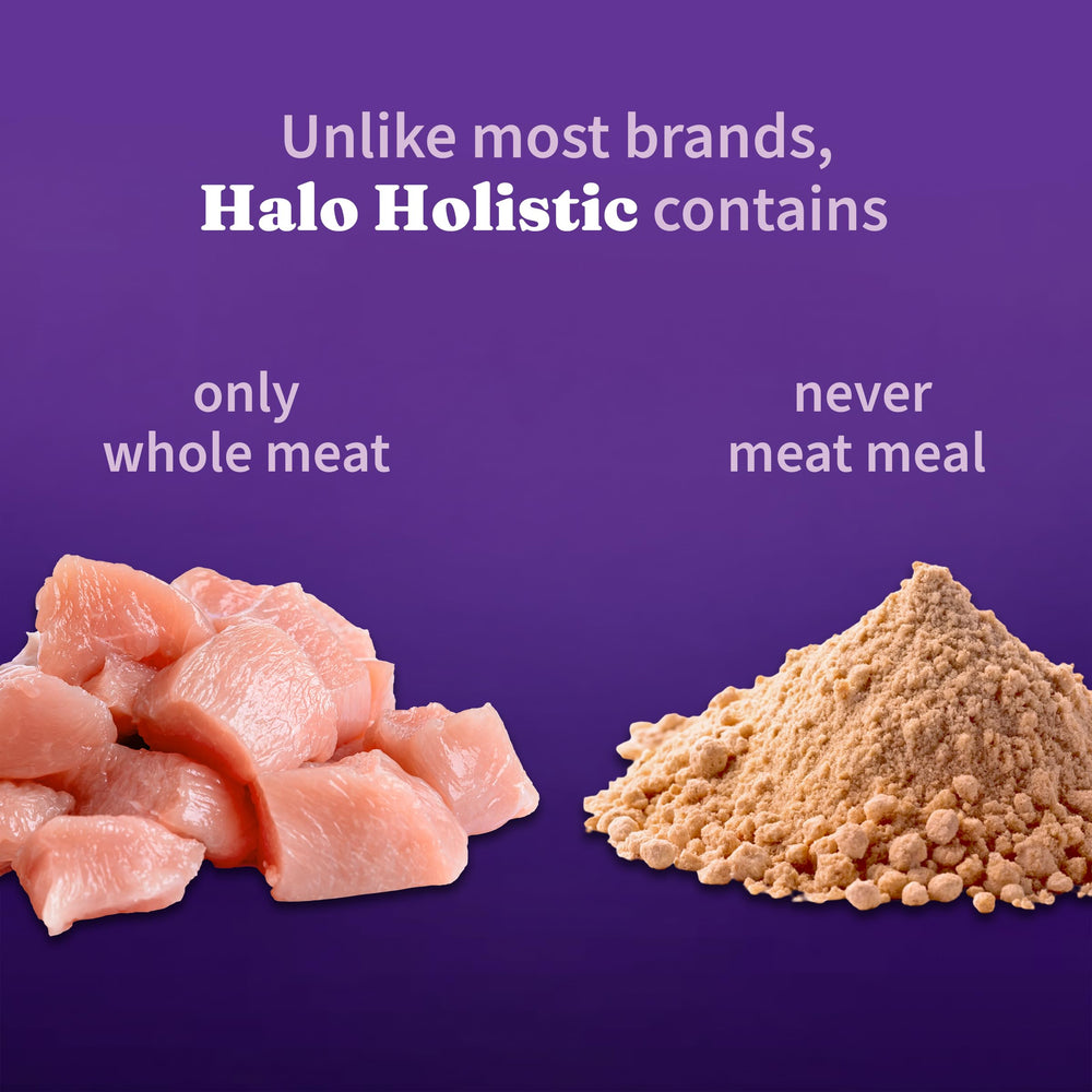 Halo bol rempli de croquettes prêt à servir pour petit chien