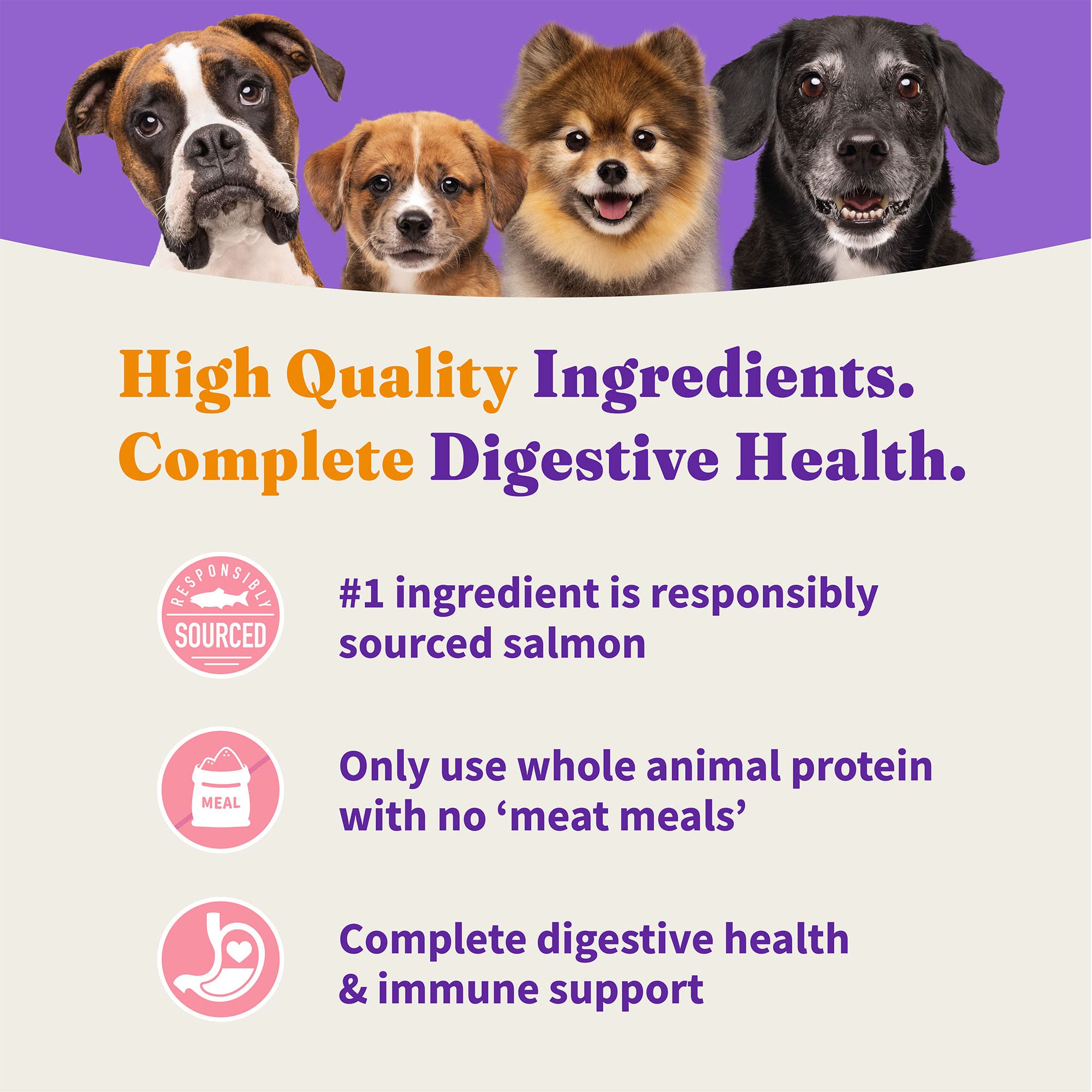 Halo chien mange en intérieur montrant acceptation et plaisir alimentaire