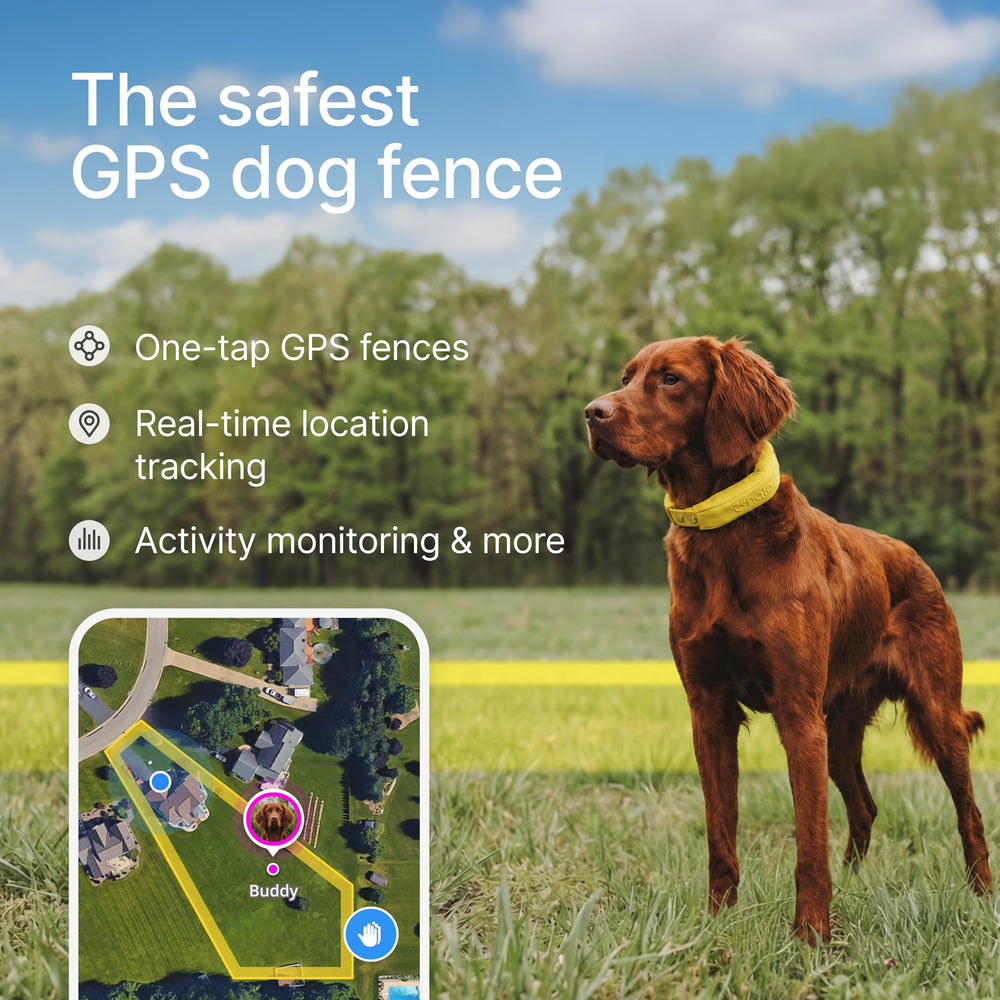 Halo Collar profil avec attache, Halo et réglage robuste pour confort du chien