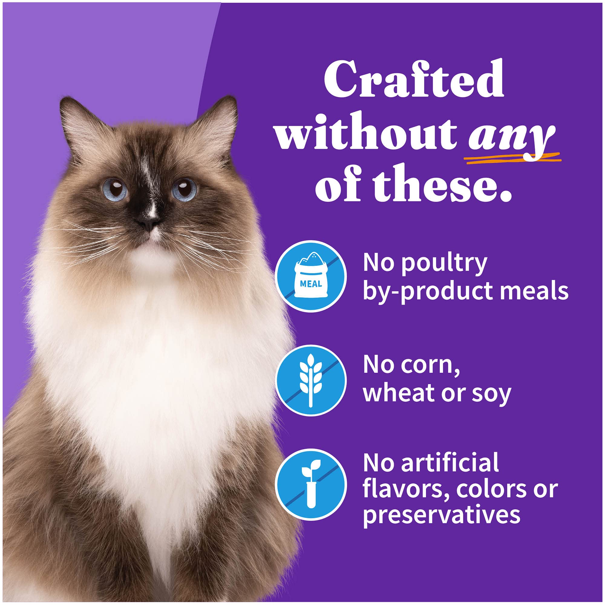 Halo chat mange la pâté en cuisine scène lifestyle rassurante