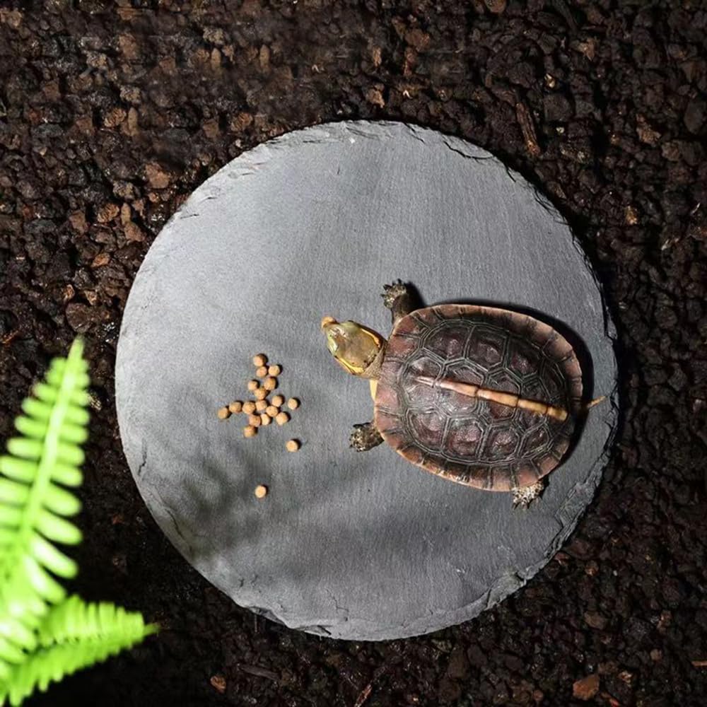 HALONTIN plateforme en usage dans terrarium bénéfice zone repas