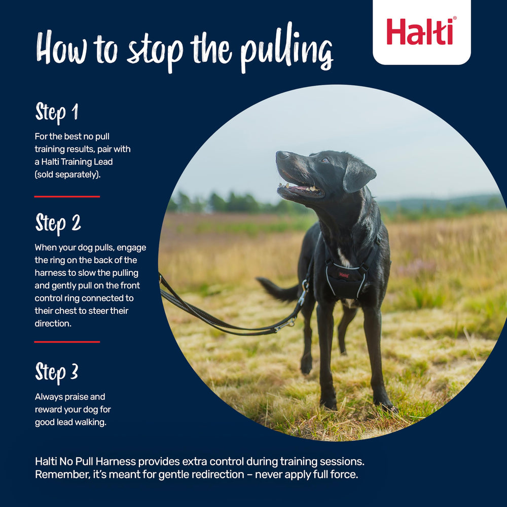 Halti harnais en usage promenade avec chien et propriétaire marchant calmement