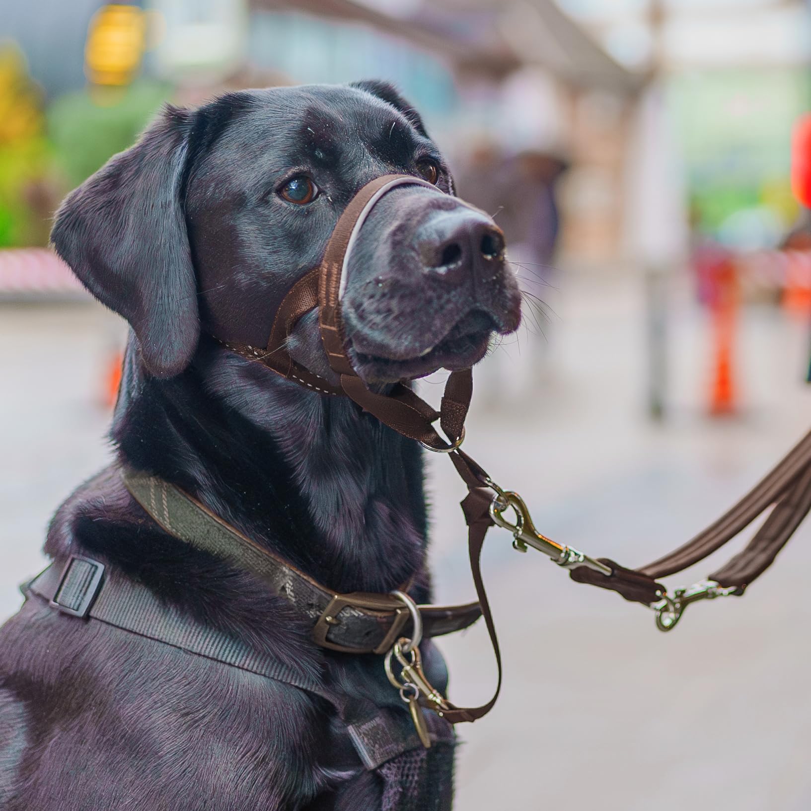 Halti headcollar en promenade contrôle meilleur et promenades plus calmes