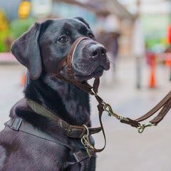 Halti headcollar en promenade contrôle meilleur et promenades plus calmes