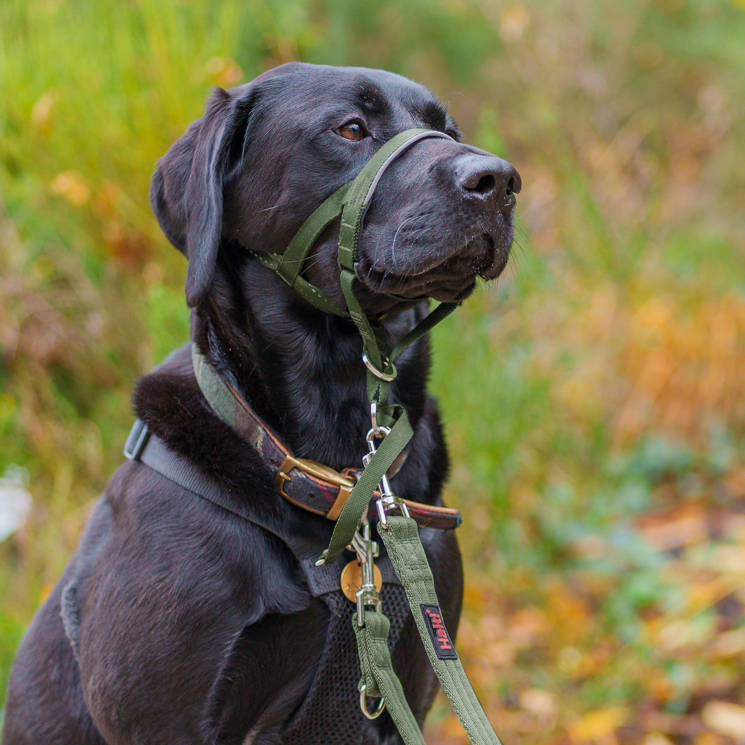 Halti en utilisation sur grand chien démontrant meilleur contrôle en promenade