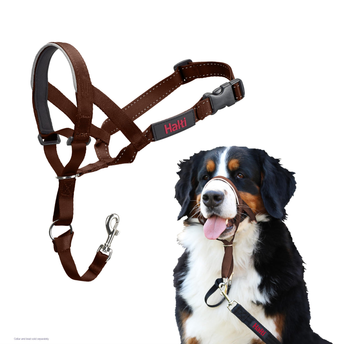 Halti headcollar taille 4 vue frontale Deep Walnut montrant maintien stable