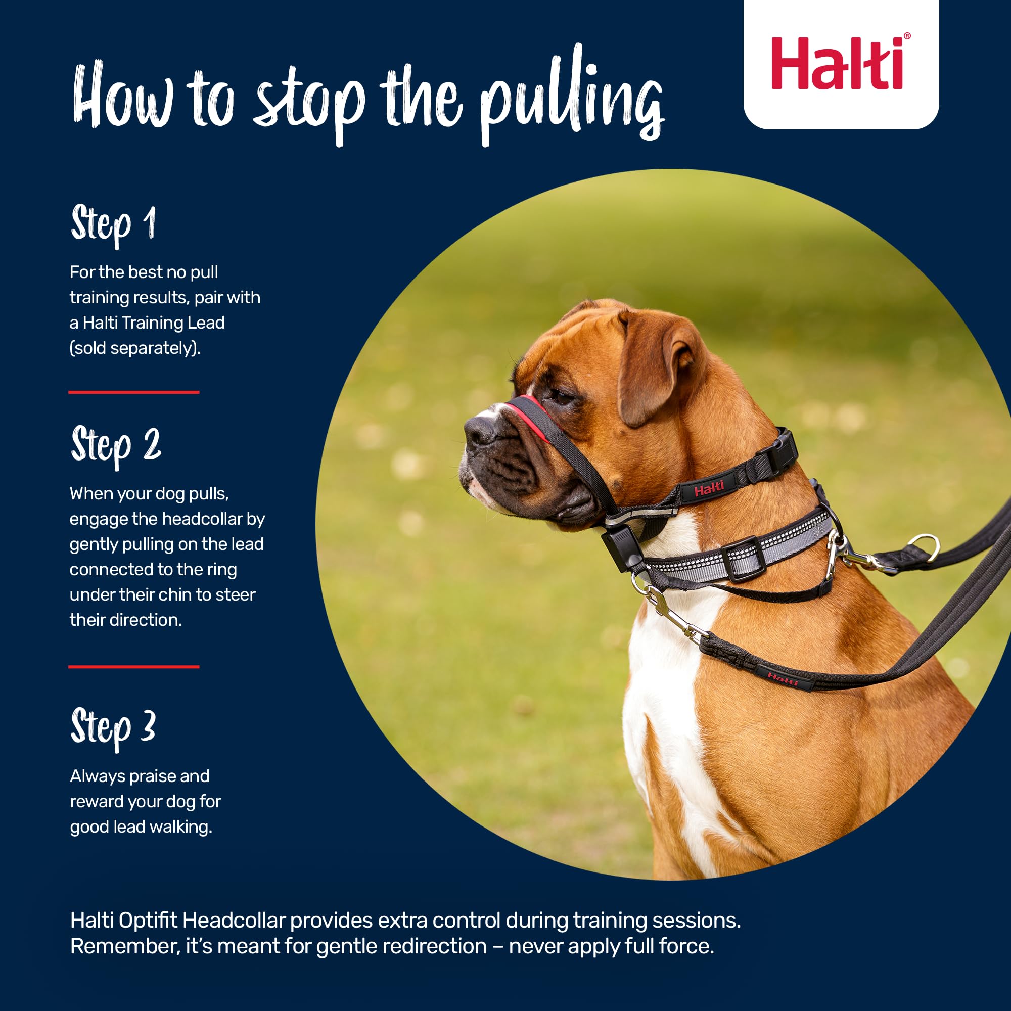 Halti OptiFit sur chien museau long assurant ajustement précis