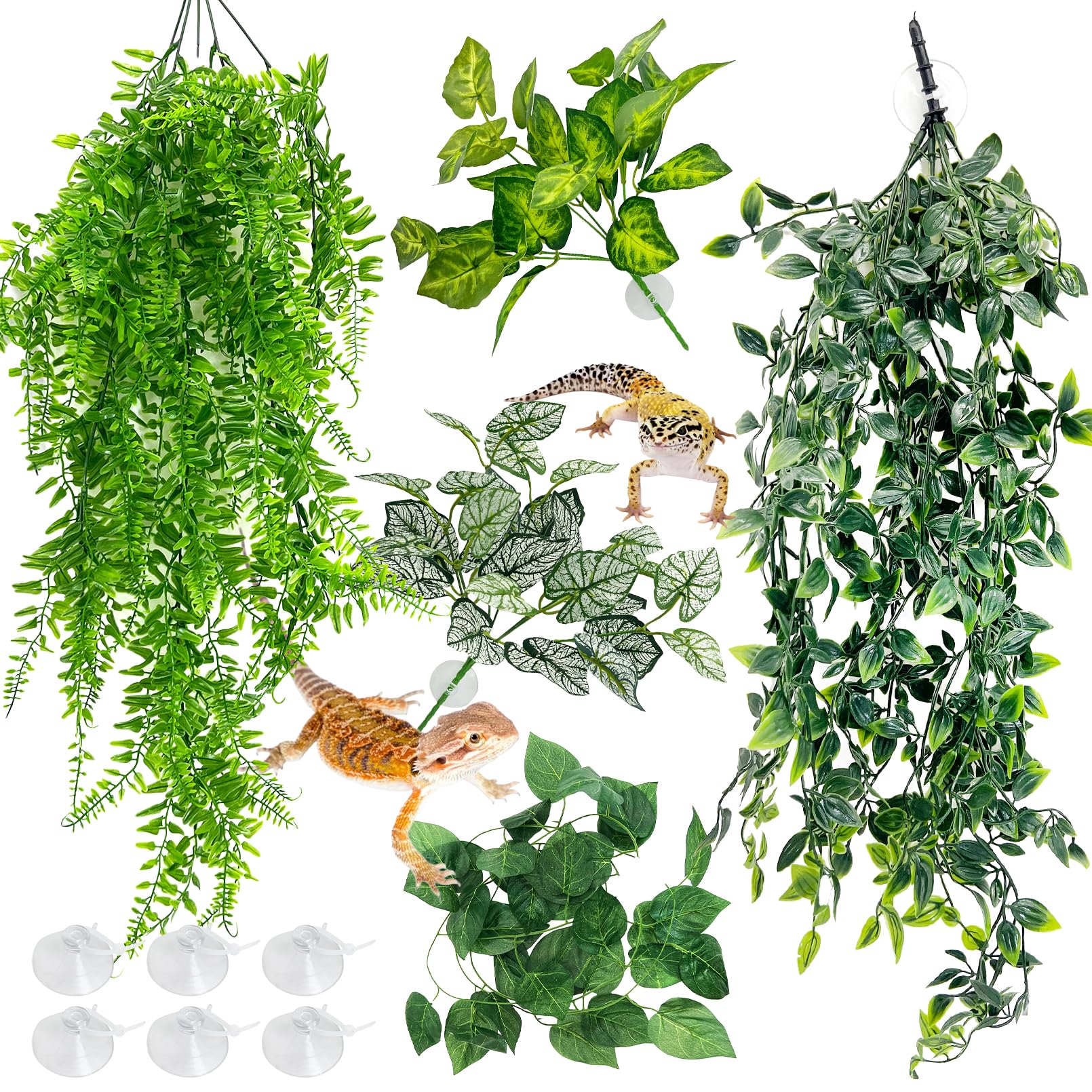 Hamiledyi vue avant de l'ensemble pour terrarium apportant cachettes sûres