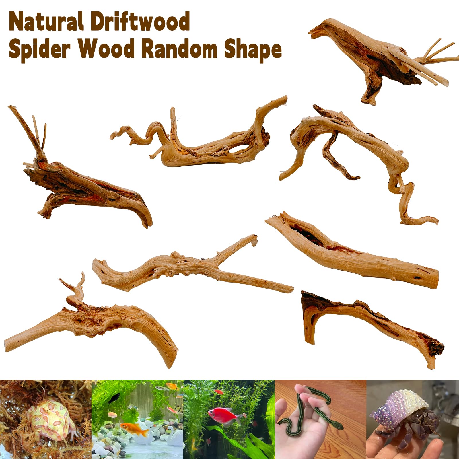 Hamiledyi bois avec plantes épiphytes illustrant support pour mousse