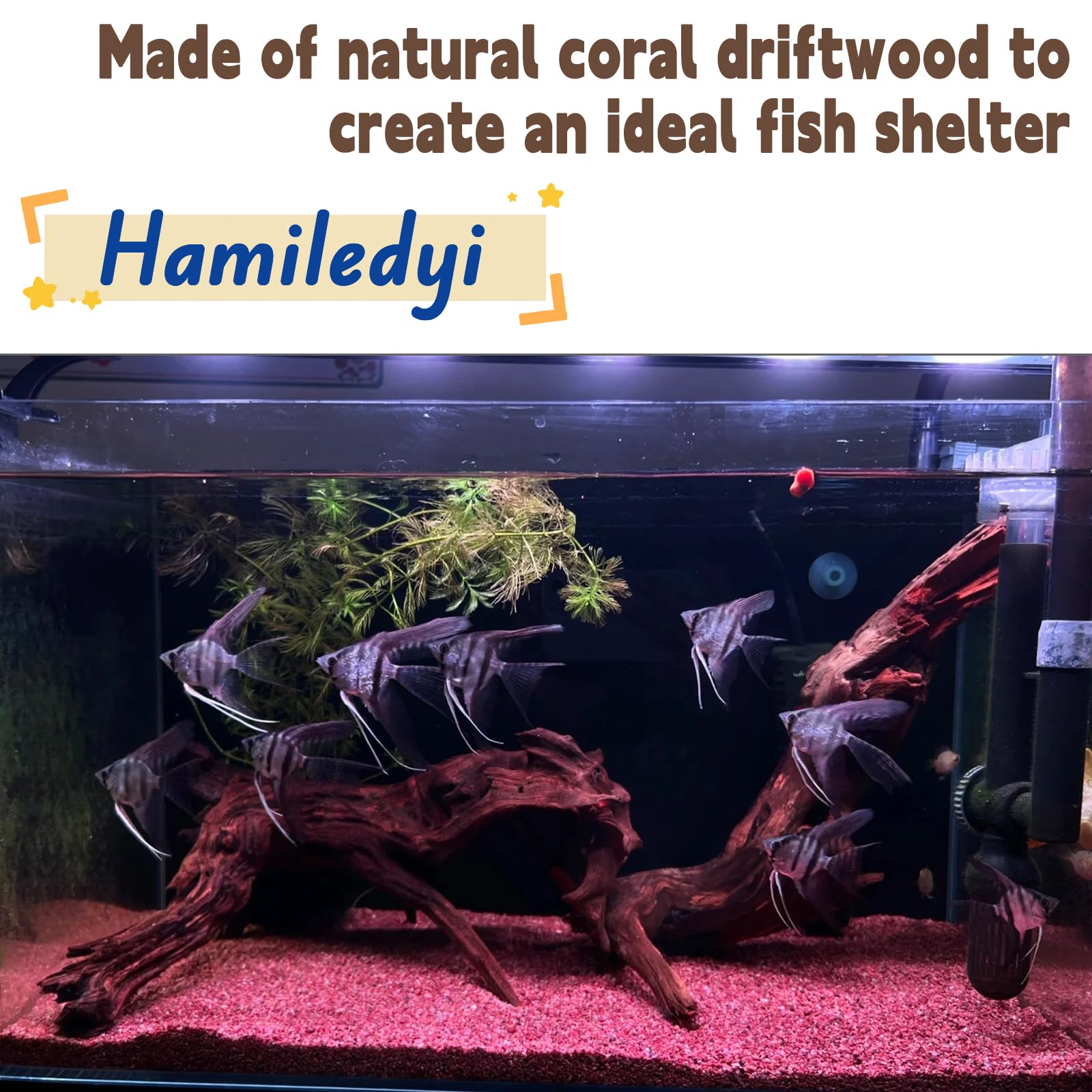Hamiledyi bois flotté en aquarium créant abris et zones d’ombre bénéfiques