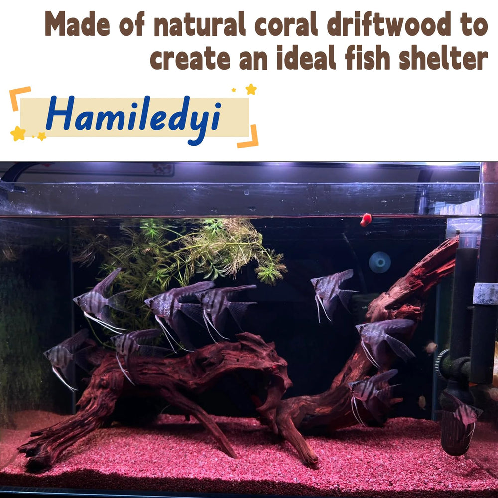 Hamiledyi bois flotté en aquarium créant abris et zones d’ombre bénéfiques