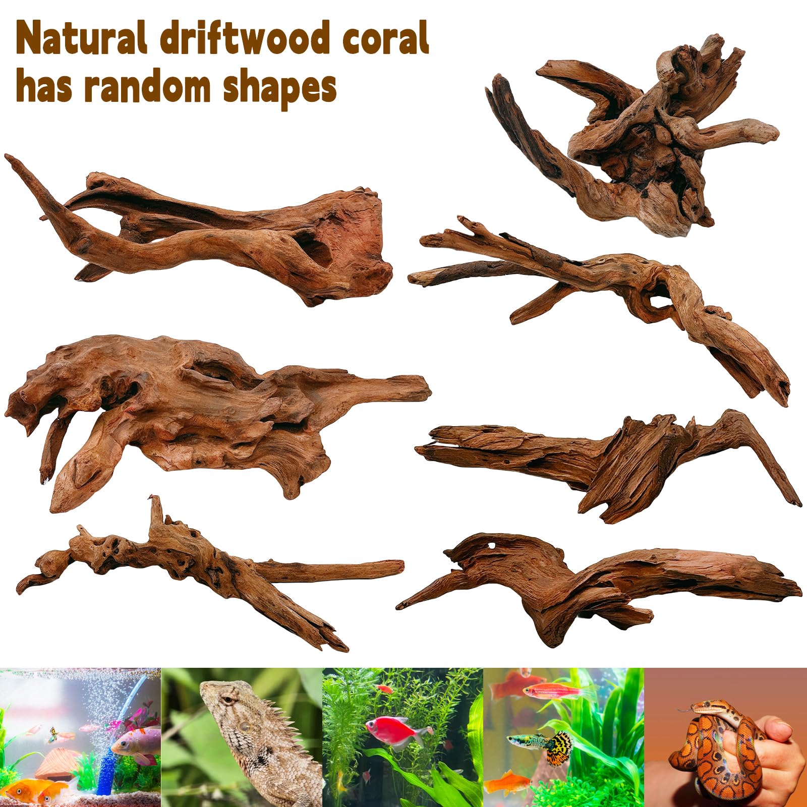 Hamiledyi vue tronc-angle révélant branches solides pour reptile escalade
