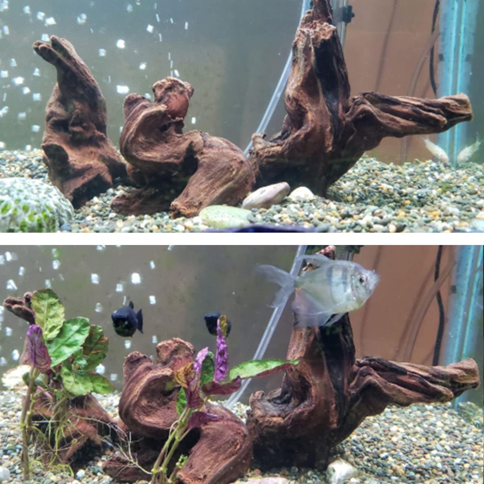 Hamiledyi bois avec mousse attachée créant un décor naturel