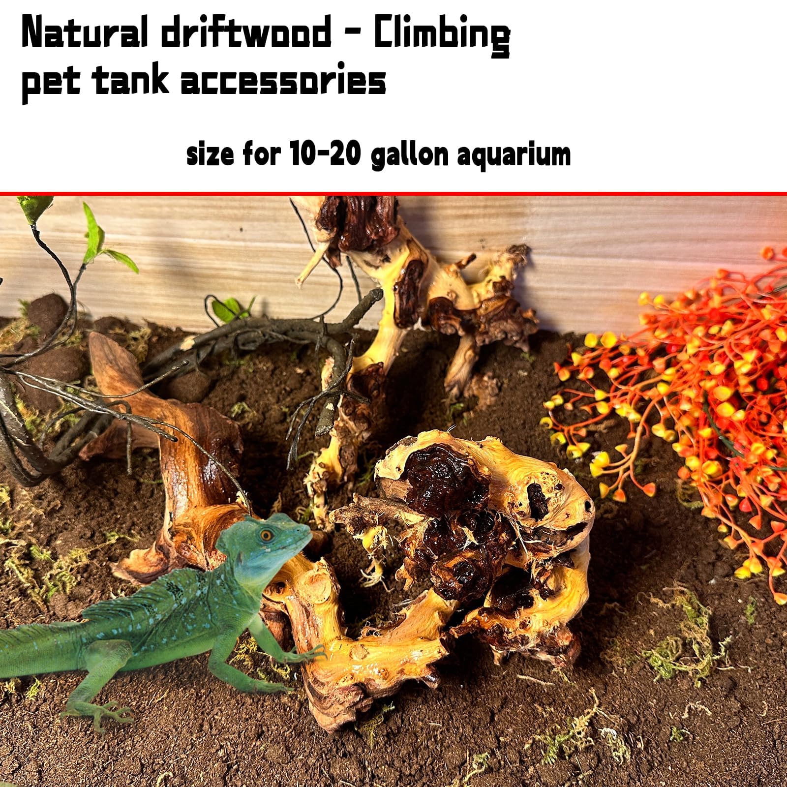 Hamiledyi terrarium avec reptile utilisant bois pour grimper