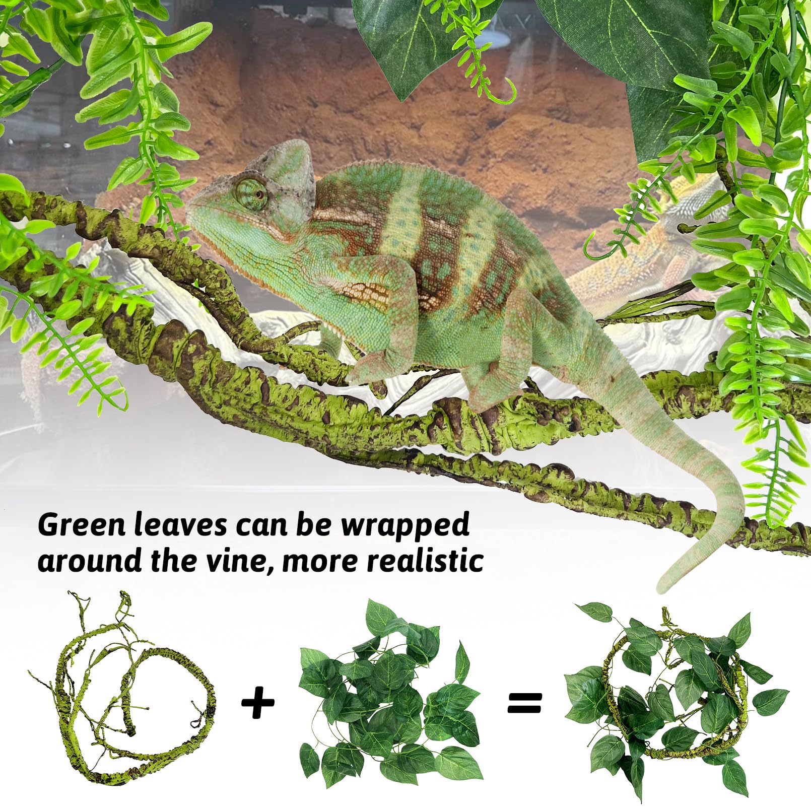 Hamiledyi comparaison taille avec règle pour vérifier compatibilité avec grand terrarium