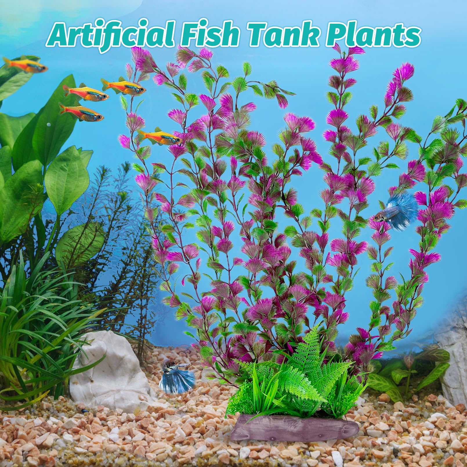 Hamiledyi plante installée dans un aquarium apportant cachettes aux poissons