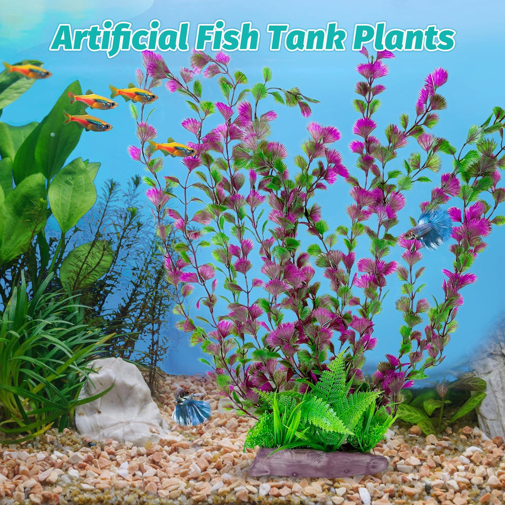 Hamiledyi plante installée dans un aquarium apportant cachettes aux poissons