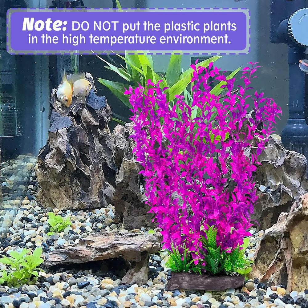 Hamiledyi plante installée dans un aquarium montrant cachettes pour poissons
