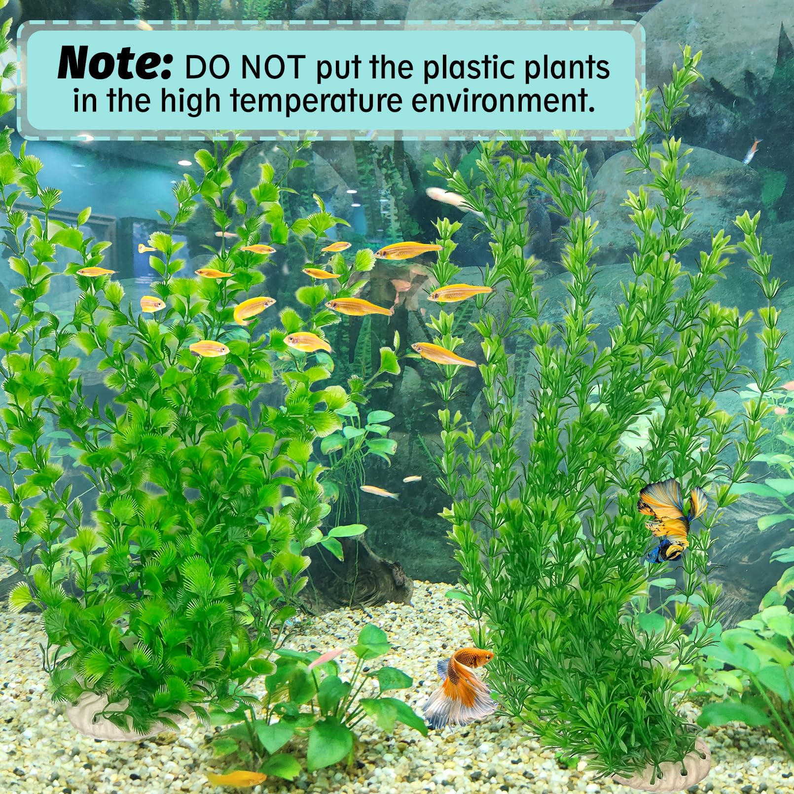 Hamiledyi plante en aquarium utilisée pour offrir cachettes et relief visuel