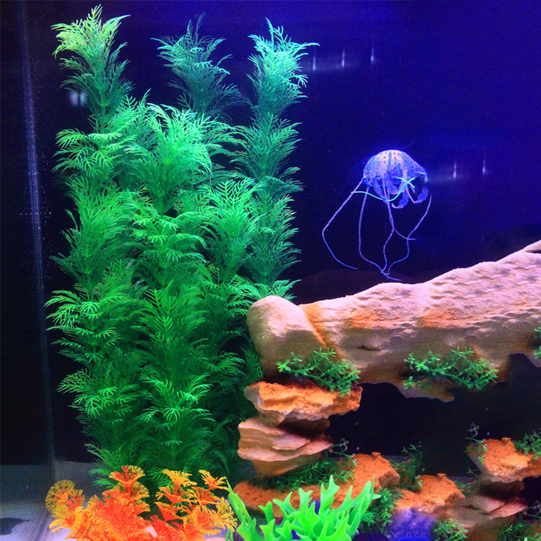 Hamiledyi plante installée dans aquarium apportant cachette et ombre