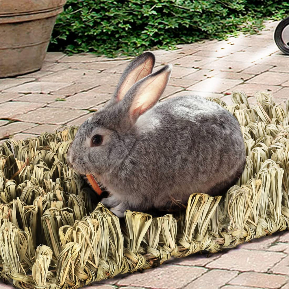 Hamiledyi lapin mâchant le tapis pour entretien dentaire sûr