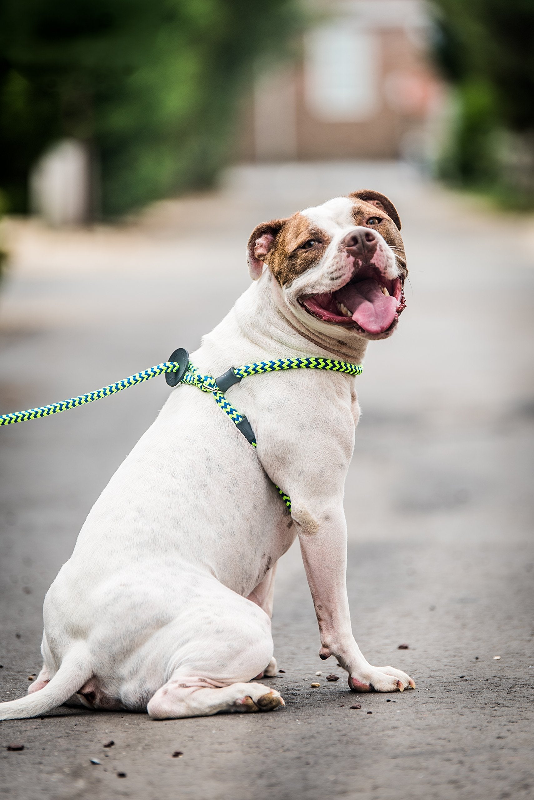 Harness Lead gros plan des matériaux rembourrés, confort réduit frottement