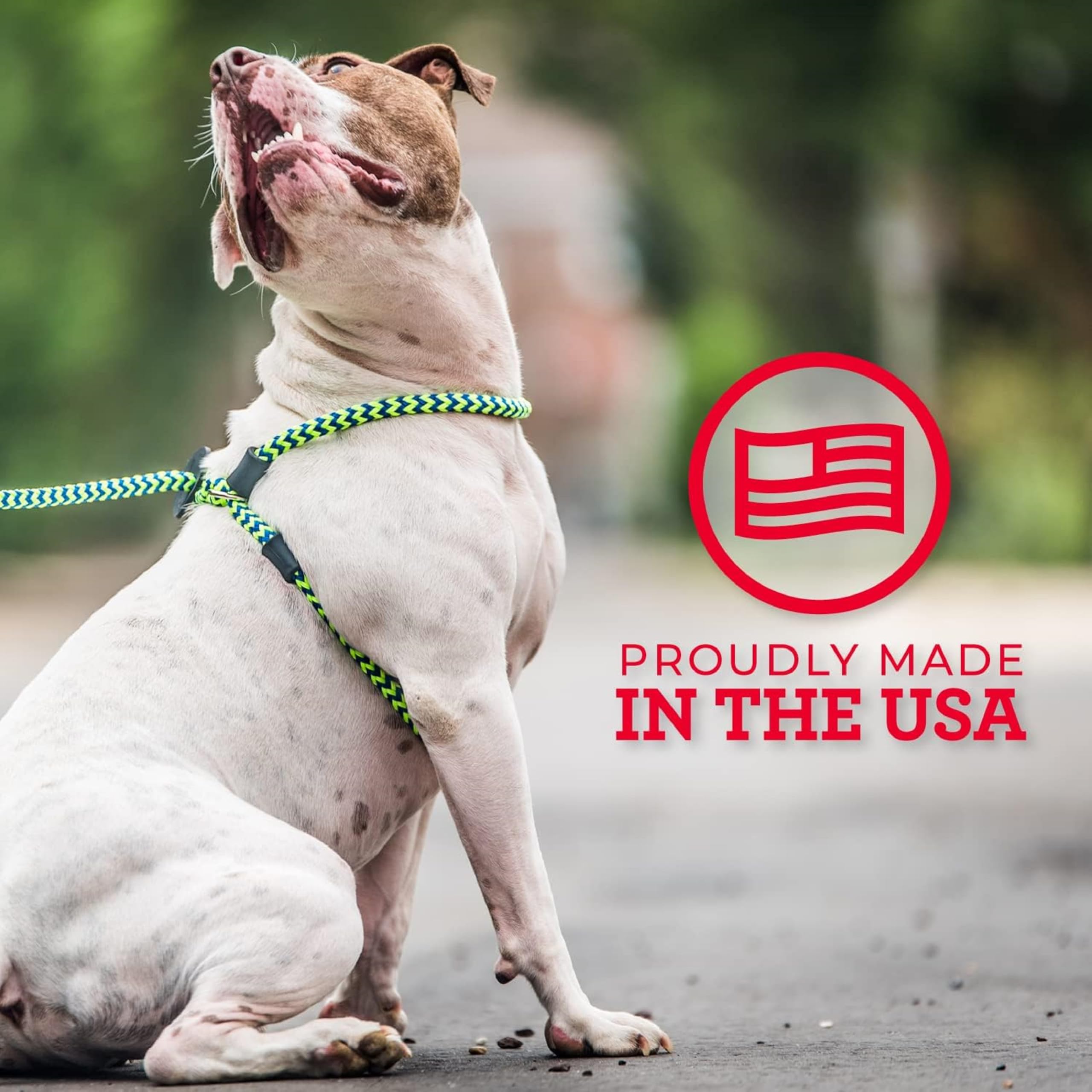 Harness Lead en contexte refuge avec un éducateur canin, outil apprécié pour les chiens en formation