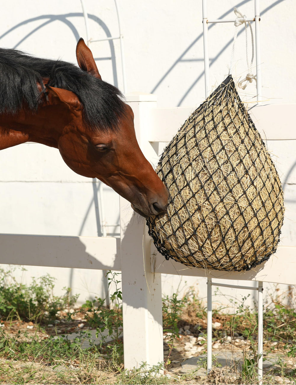 Harrison Howard comparaison taille cheval démontrant contenance spacieuse pratique