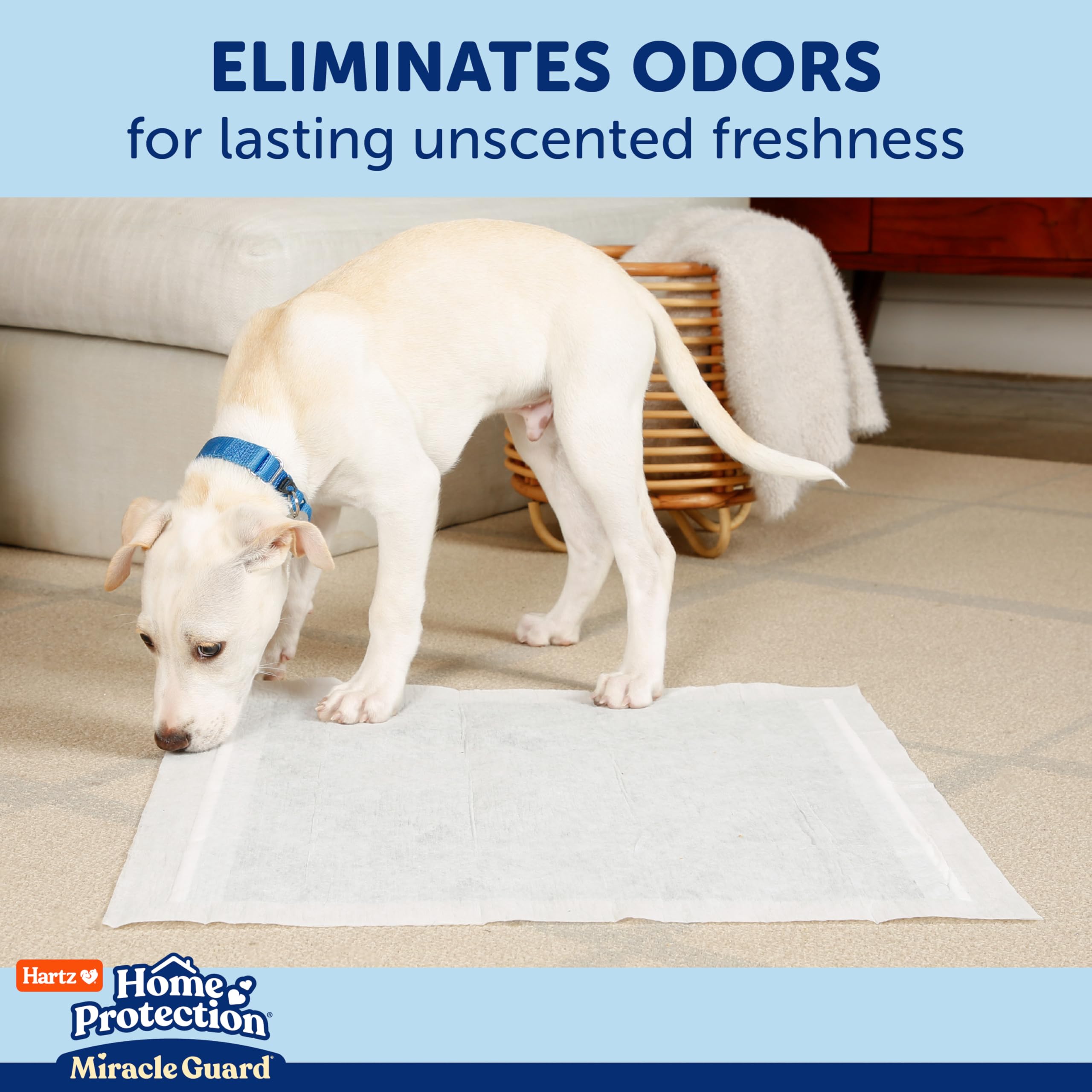 Hartz chiot sur tapis pendant l'entraînement pour apprentissage efficace