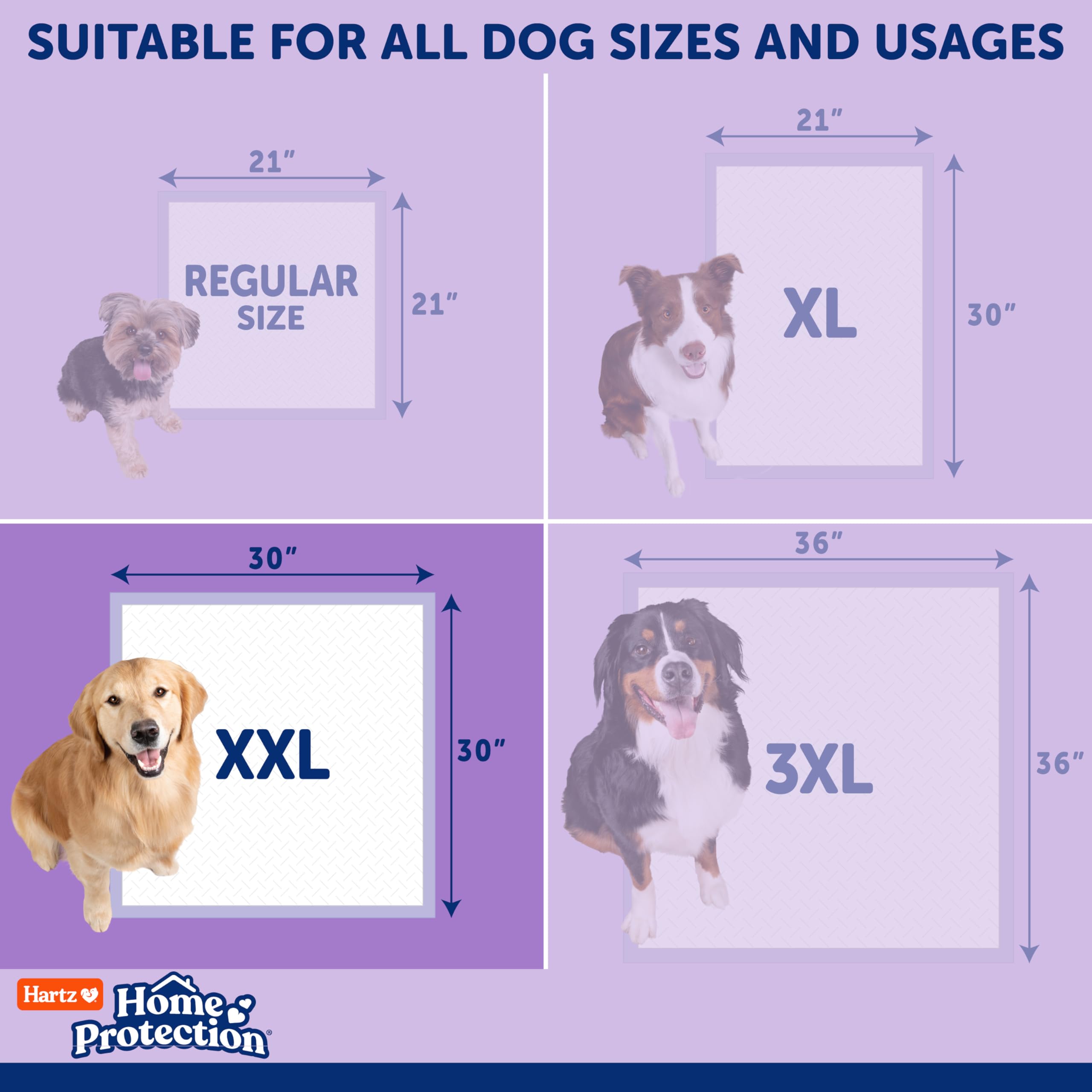Hartz comparaison d’échelle XXL près d’une jambe illustrant la grande surface