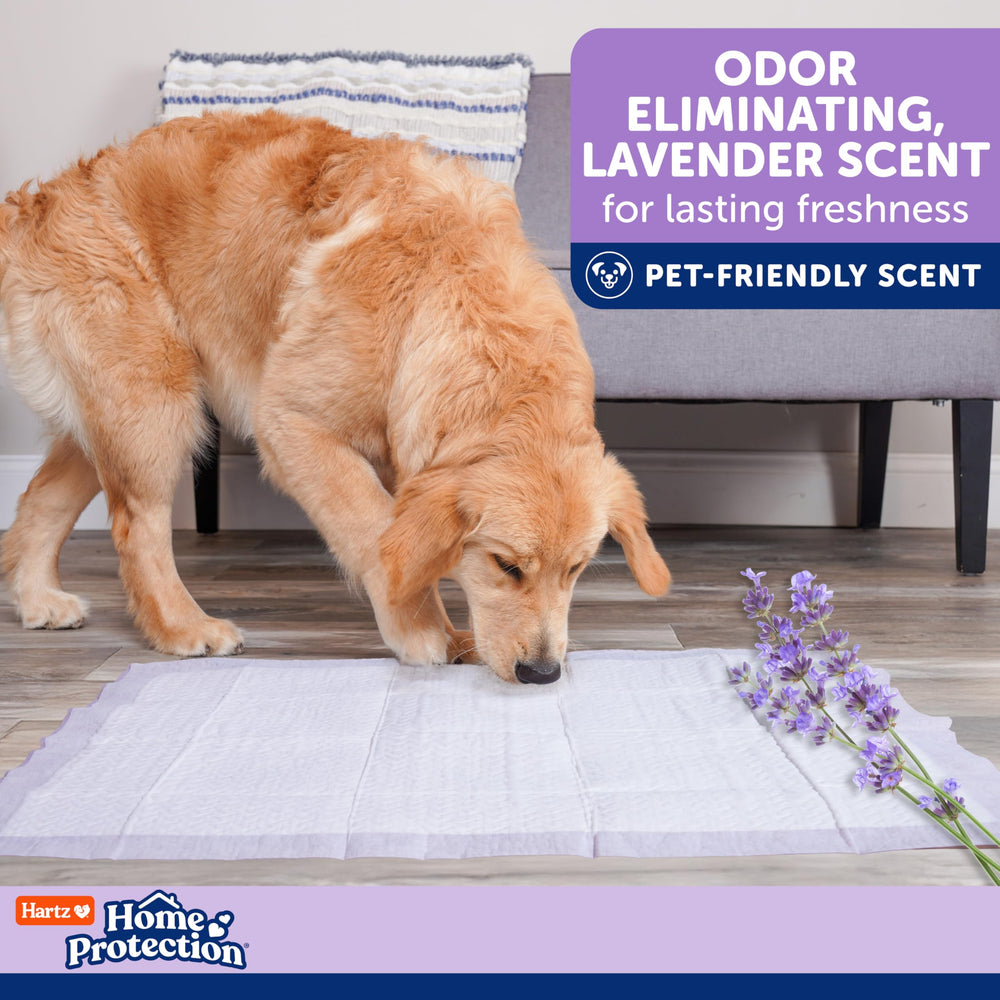 Hartz tapis en usage avec chiot en formation facilitant l’apprentissage