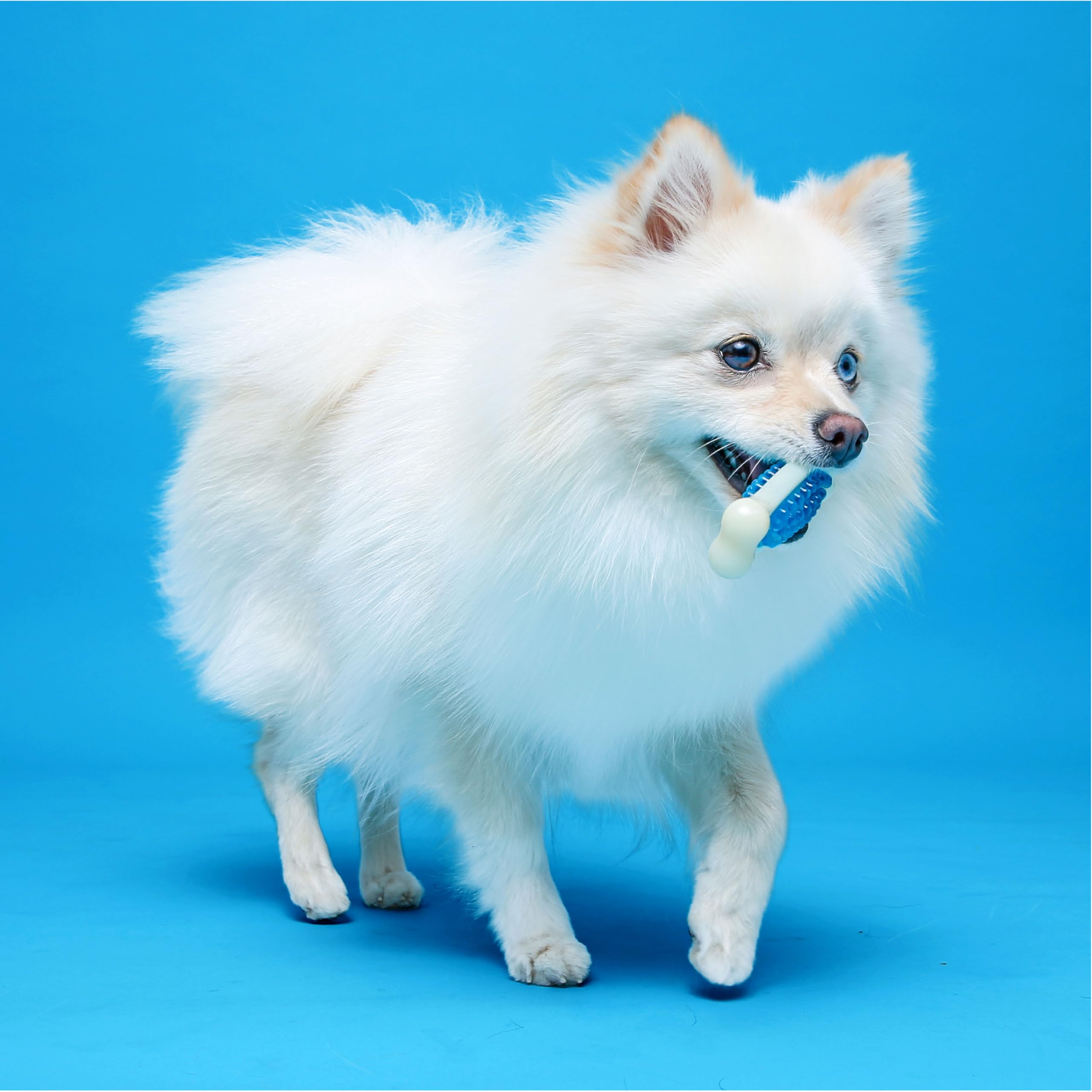 Hartz chien adulte mâchant le Tuff Bone pour une mastication prolongée