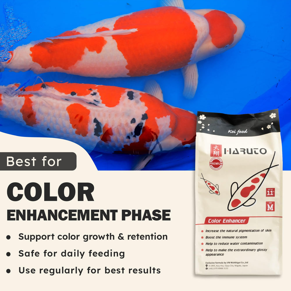 HARUTO bassin avec koi montrant amélioration visuelle des couleurs en condition réelle