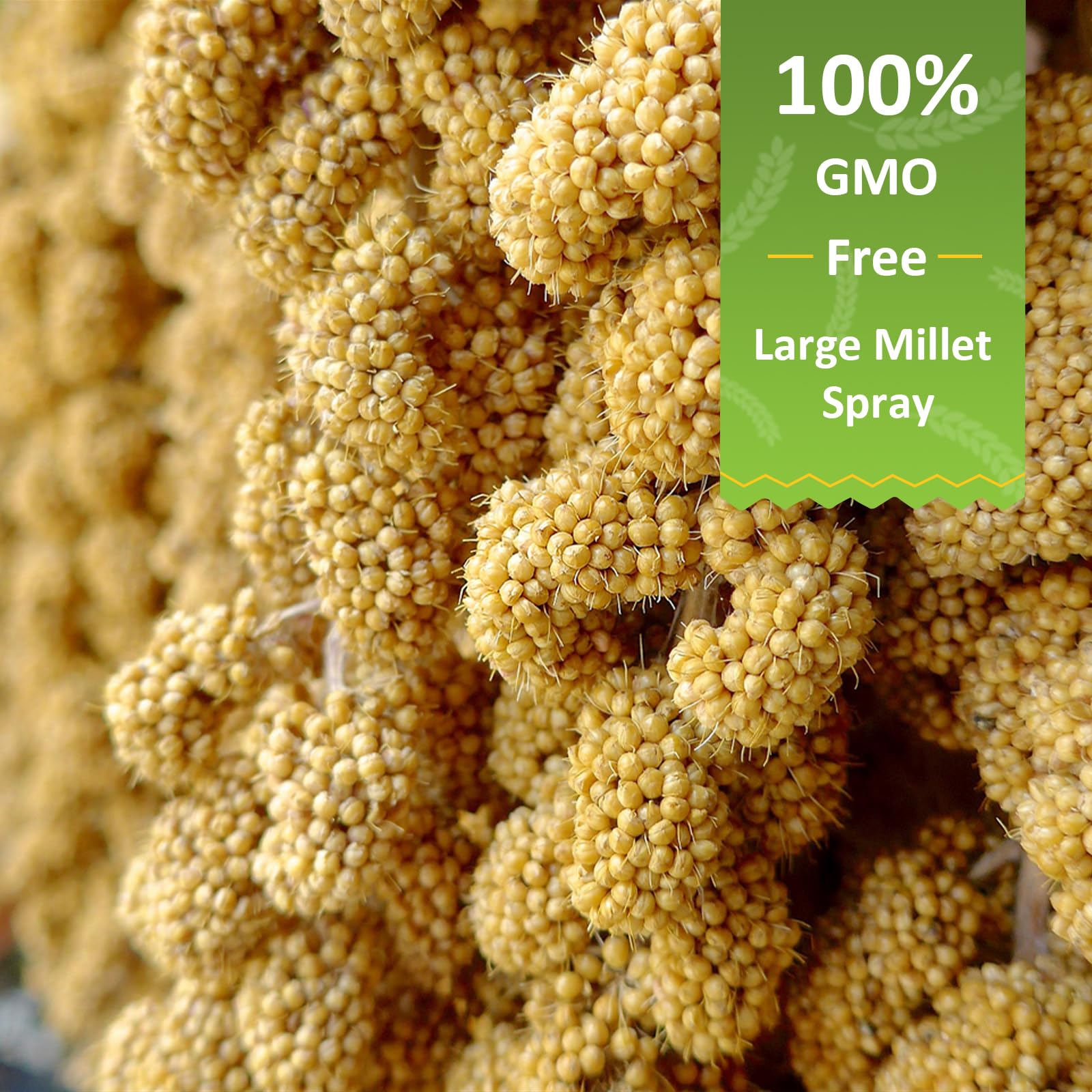 HATORTOP gros plan sur grains de millet montre qualité et texture