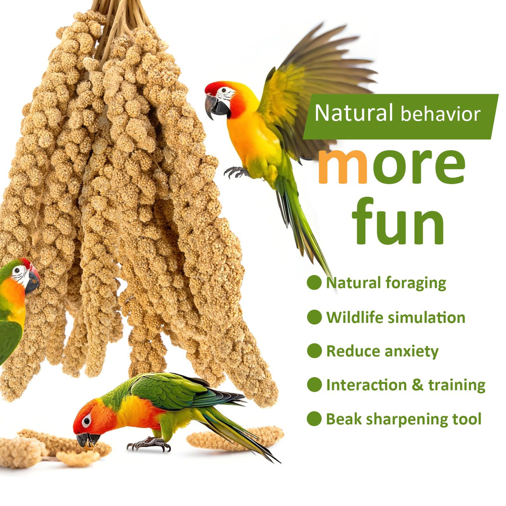 HATORTOP millet posé sur perchoir stimule foraging et jeu