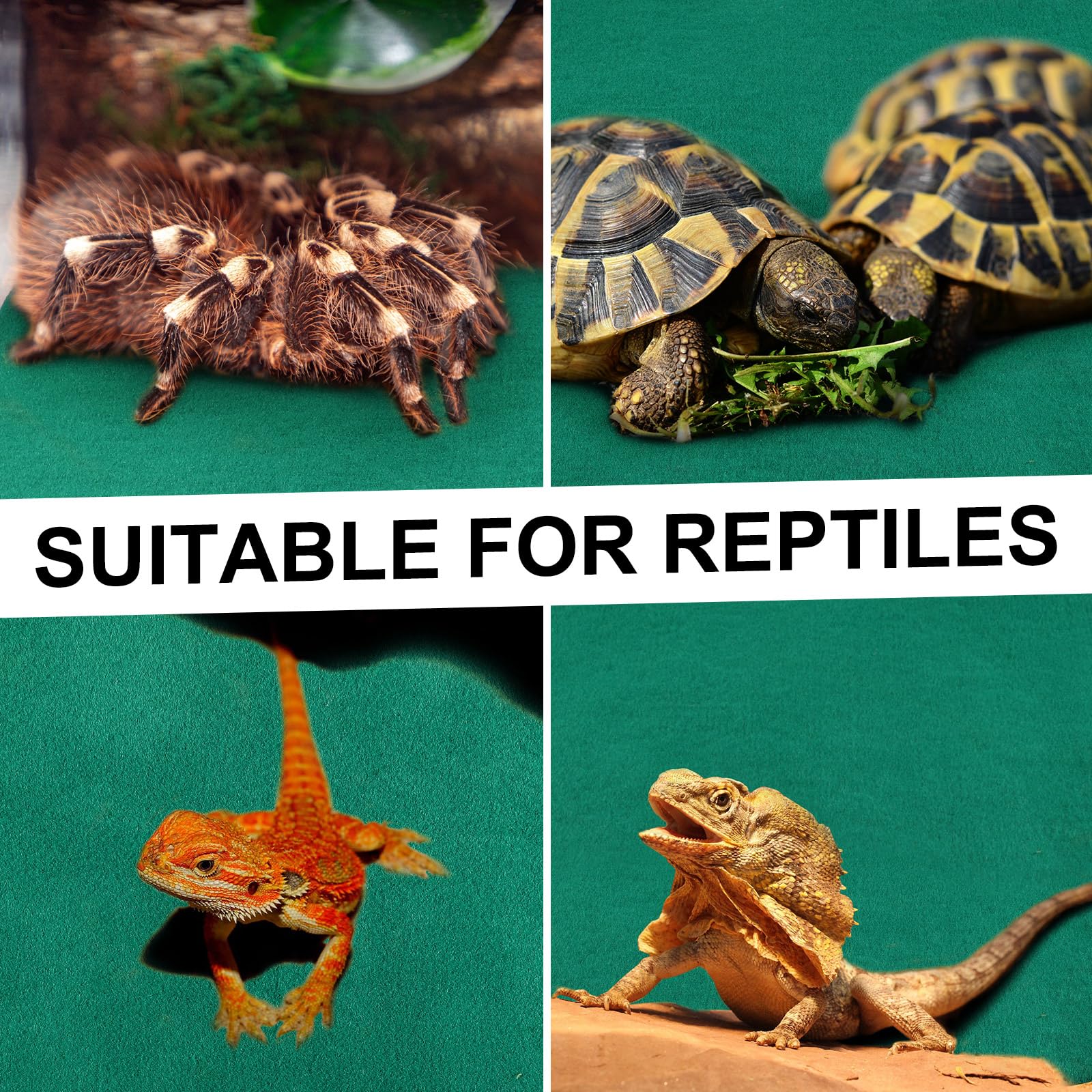 Haull tapis installé dans un terrarium apportant confort et hygiène au reptile