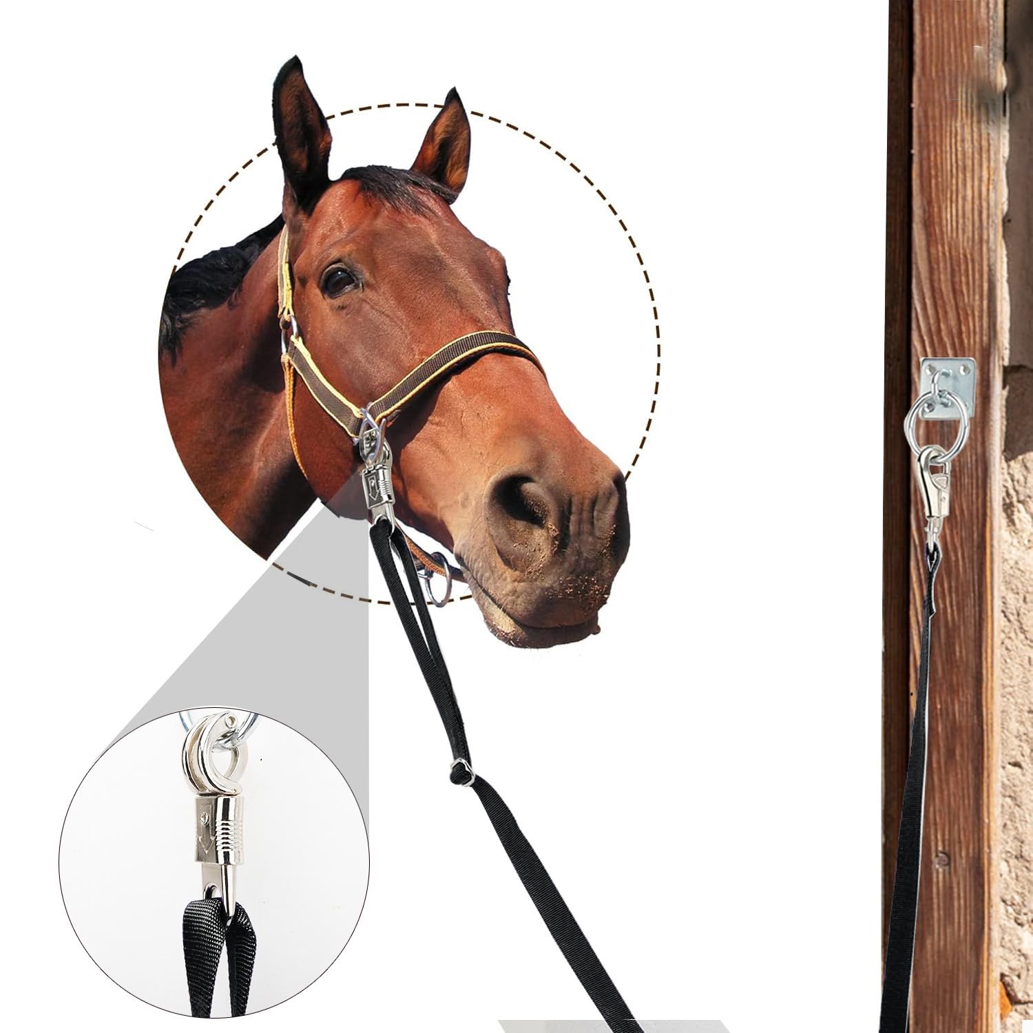 HDYEGY en utilisation dans remorque facilitant chargement sûr du cheval