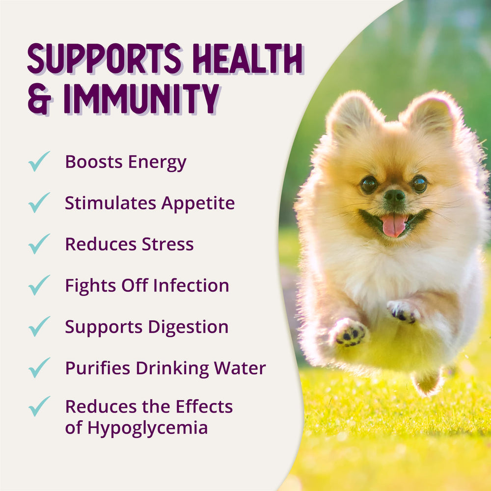 Health Extension scène de vie chien buvant eau enrichie pour énergie et appétit