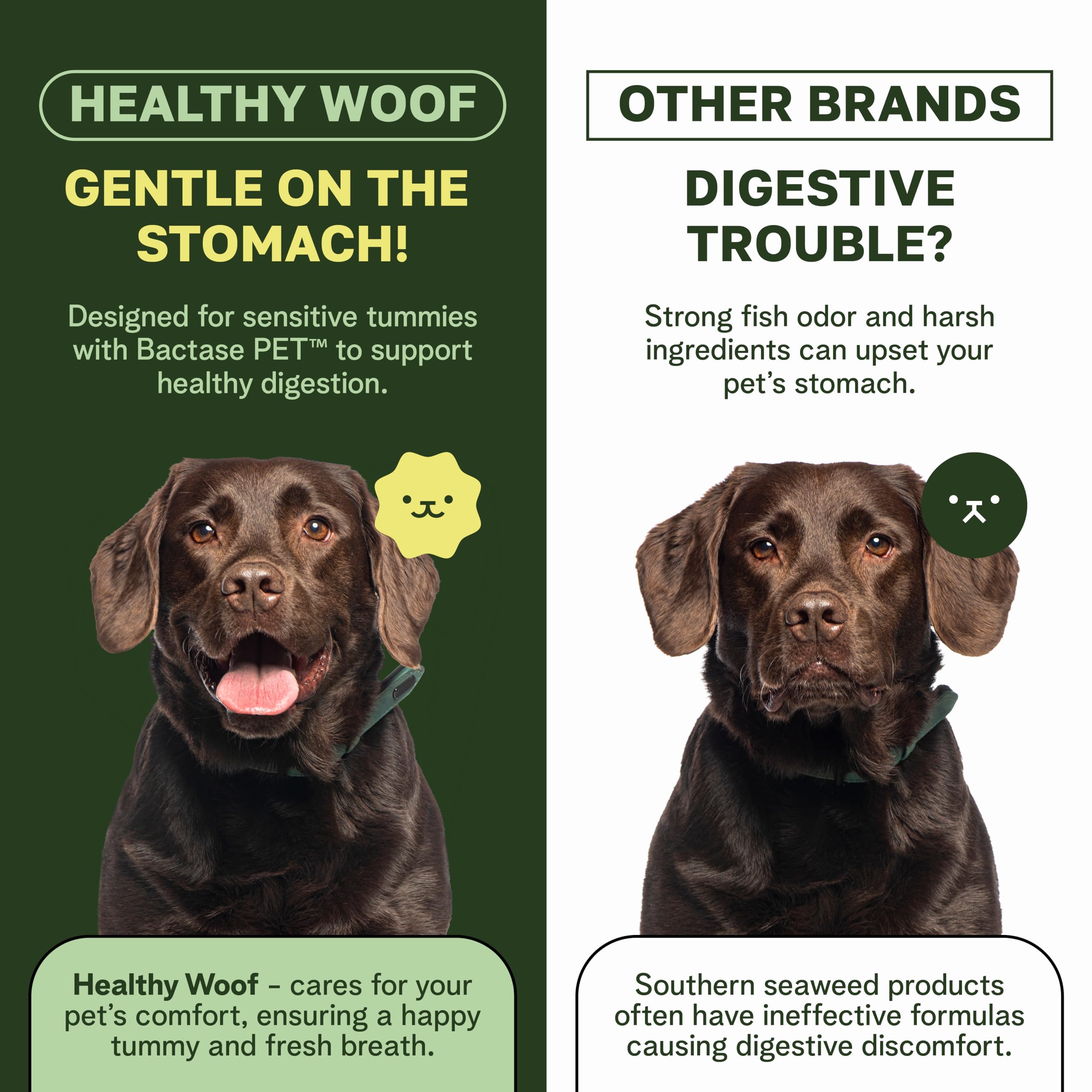 Healthy Woof chien mangeant la préparation pour maintien dentaire quotidien