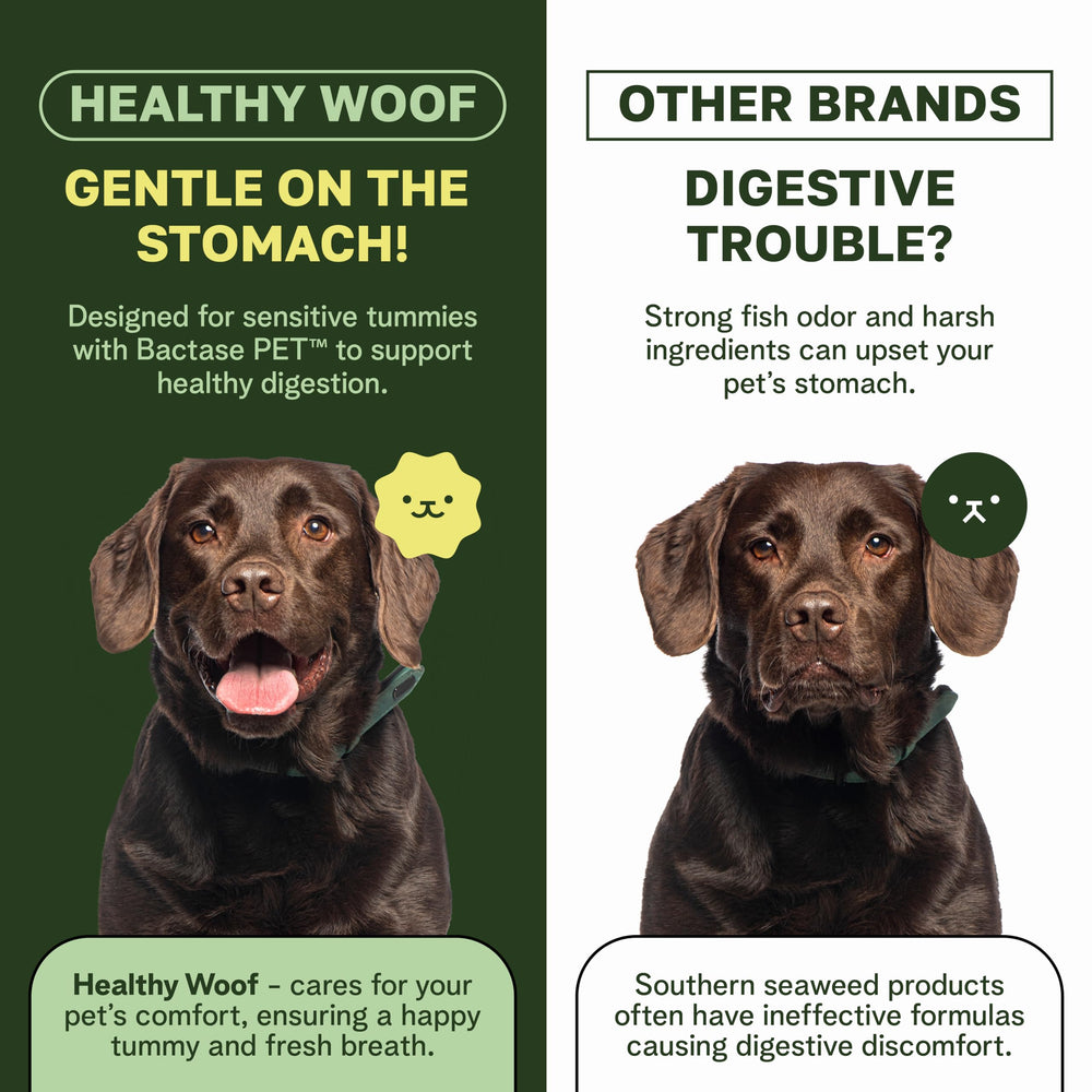 Healthy Woof chien mangeant la préparation pour maintien dentaire quotidien